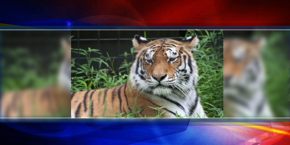 Brandywine Zoo Tiger Moving To The Bronx – First State Update