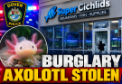 Store Learns Aaxolotl Stolen During Burglary